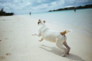 blog img